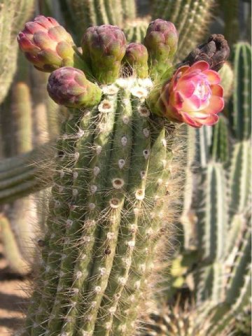 Gymnanthocereus